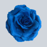 Königsblaue Gelfarbe - Image 2